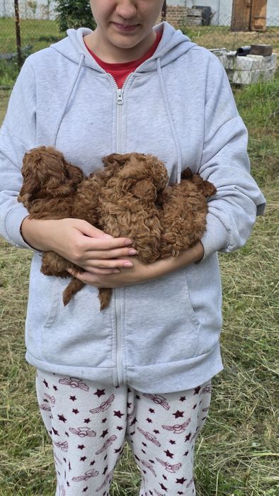 Той пуделя від тедді пуделя (Китай)! Є " Оплата частинами"