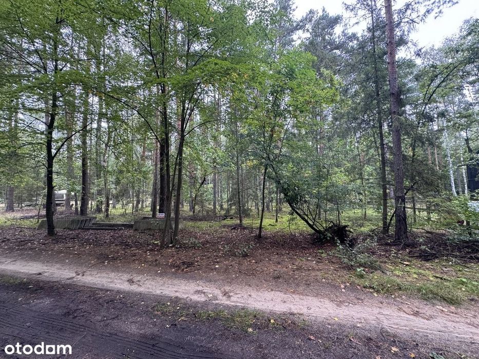 Twoje prywatne grzyby Działka 1993 m² Nowy Adamów - Widok 3
