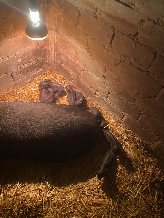 Вьетнамские поросята бронь