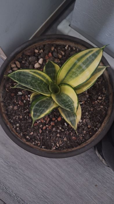 Sansevieria Golden Hahnii- sadzonka