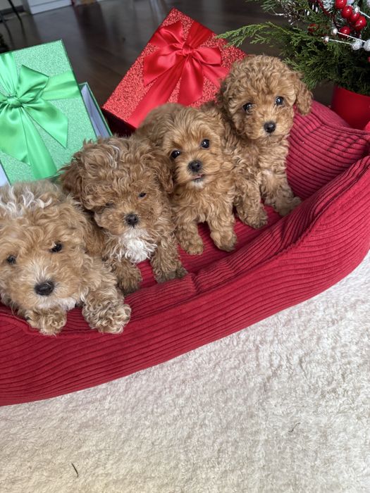 Накрасивіші дітки мальтипу   від породистих батьків