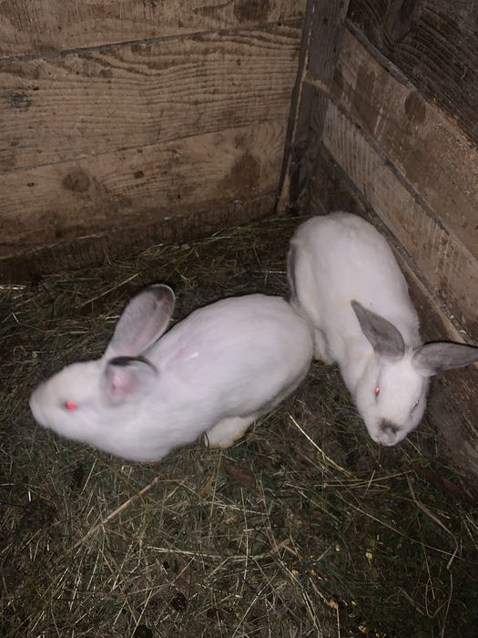 Продам або |ОБМІНЯЮ кроликів