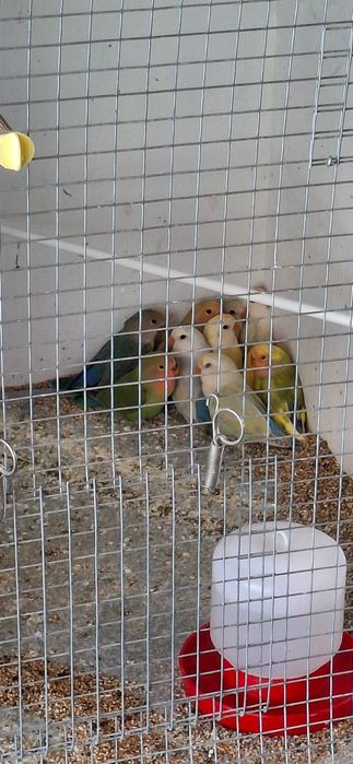 Agapornis ,lindíssimos