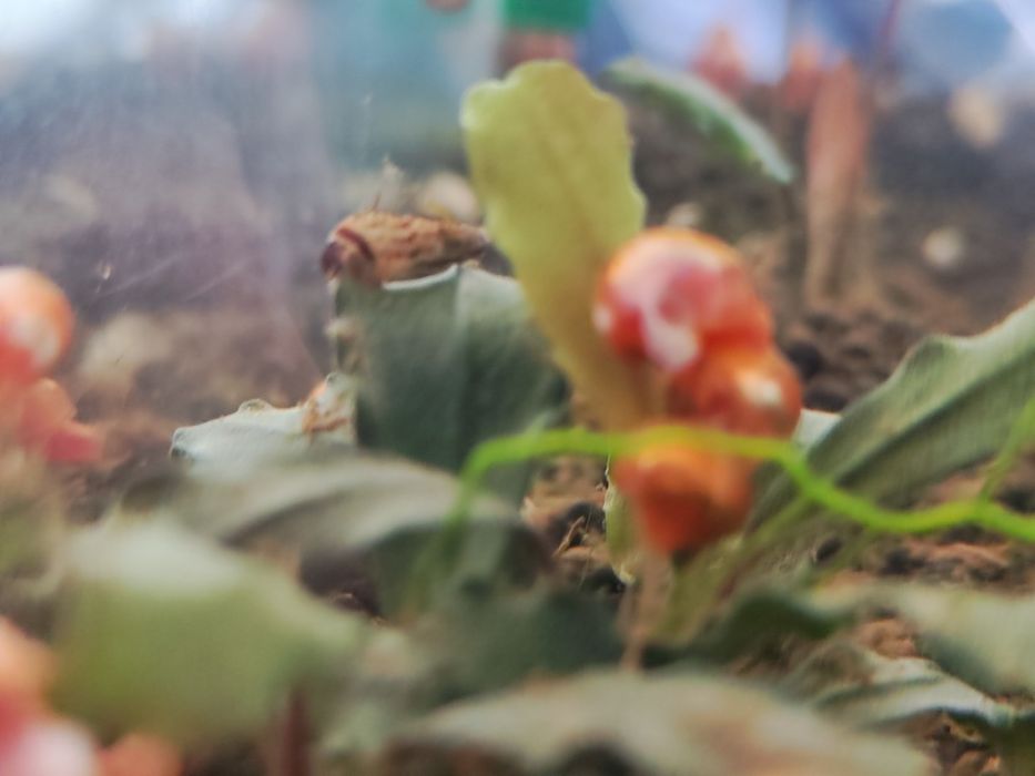 Caracóis Planorbis e búzios