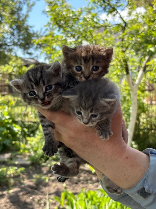 Котенята безкоштовно