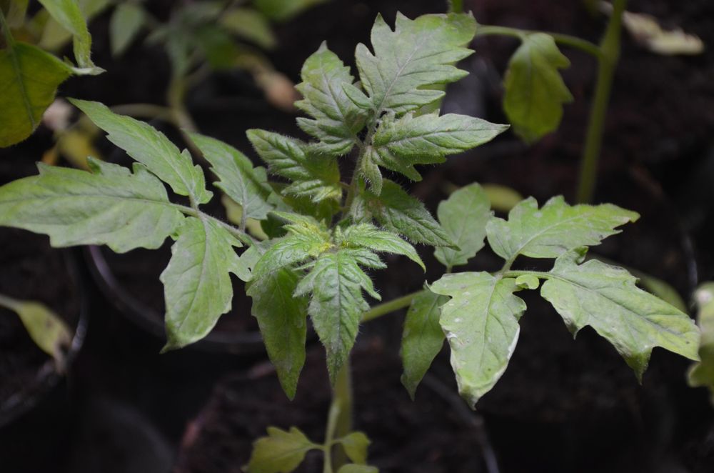 Росада овочів касетна