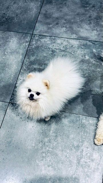 Pomeranian , szpic miniaturka