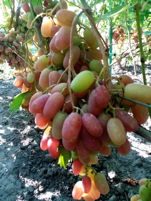 Продам сажанці винограду