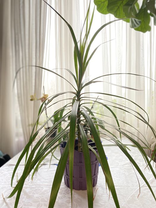 Драцена . Комнатные растения