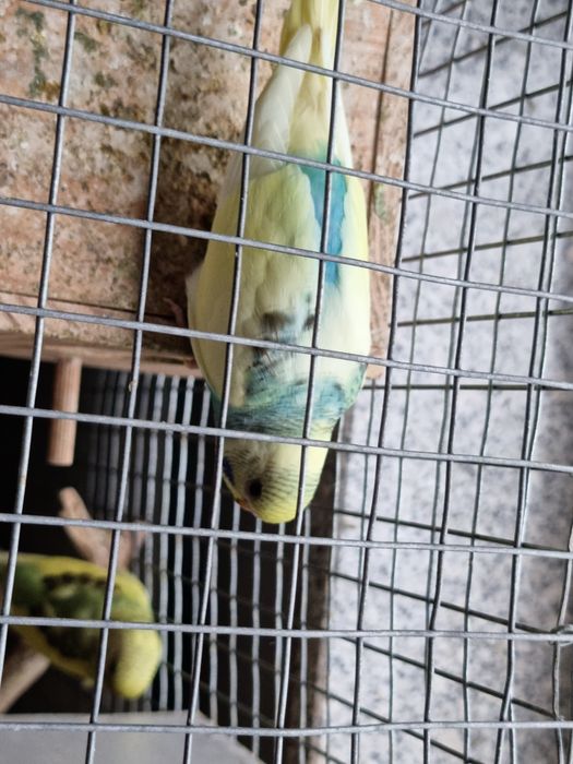 Periquitos de mutação silvestre (adas)