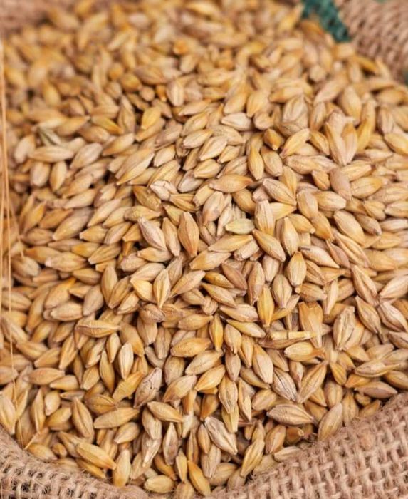 Owies ,pszenżyto, jęczmień