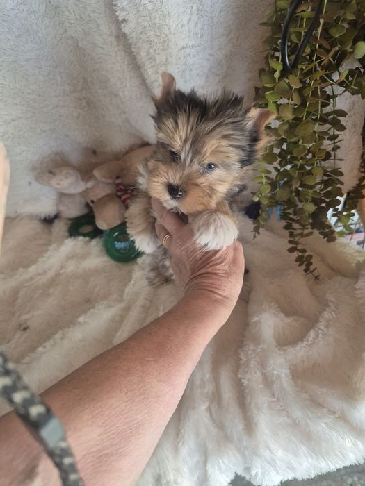 Biewer Terrier Fêmea Choco Melre Criadora Registada PT3088FL