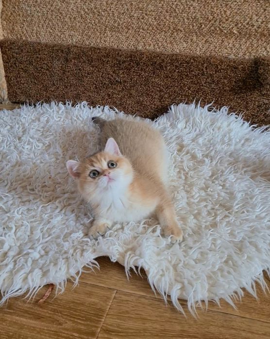 Золотая шиншилла ny11 Девочка