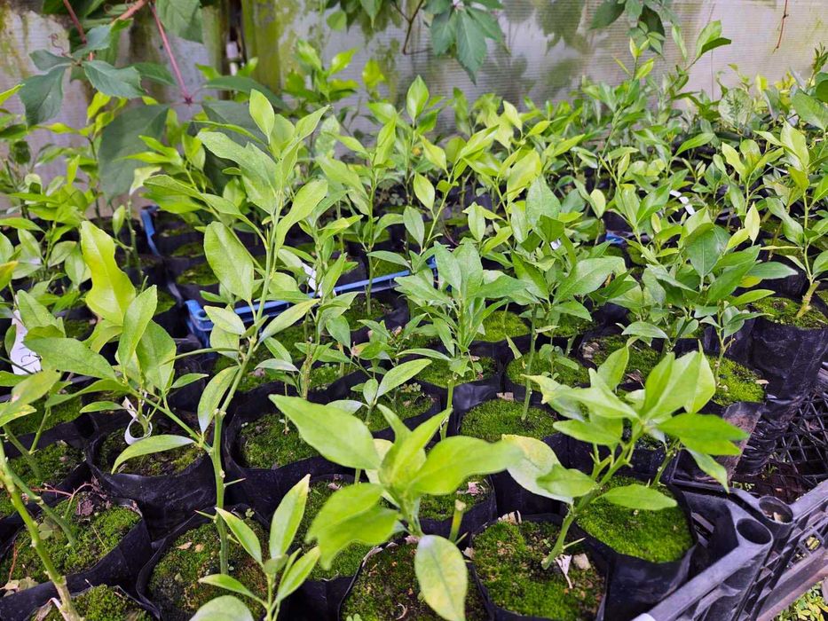 Лимон Червоний кімнатний.