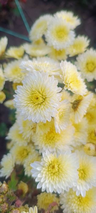 Хризантеми продам