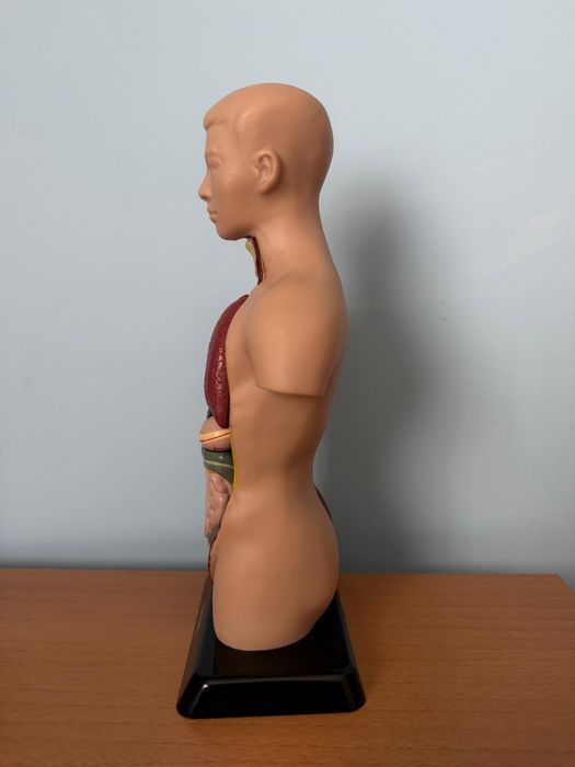 Boneco Corpo Humano