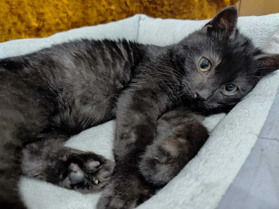 Kocurek Koralik szuka domku