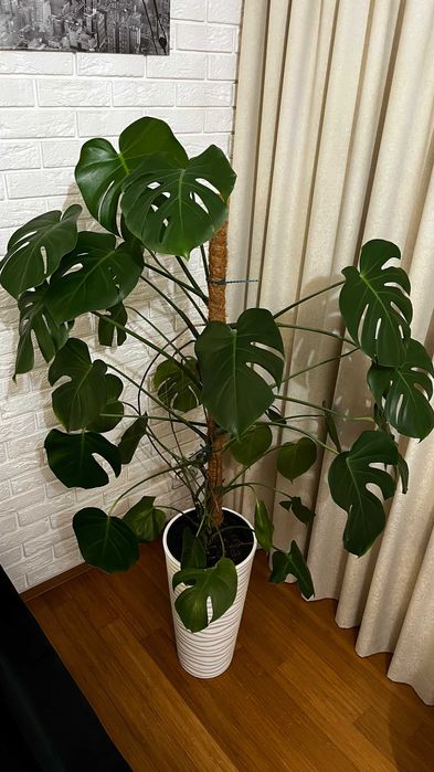 Roślina doniczkowa Monstera 155 cm