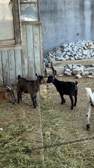 Cabras anãs machos