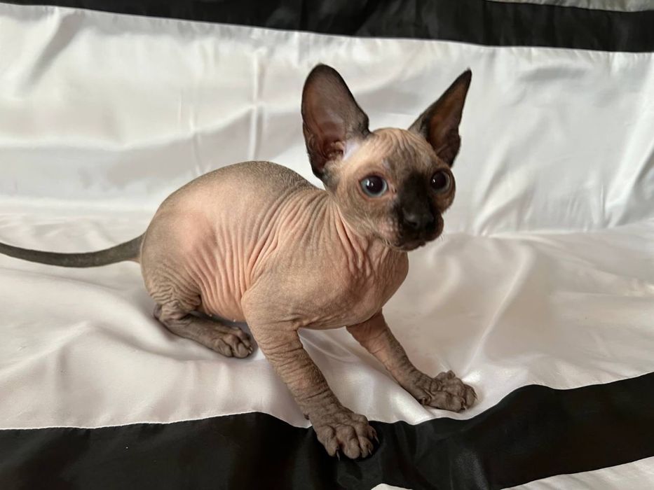 Кошенята сфінкси