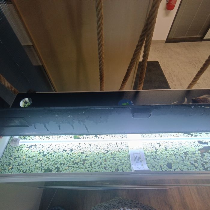 Piękna Roślina pływająca