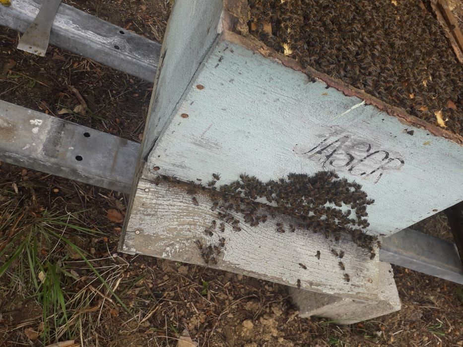 Enxames reversíveis, enxames lusitanos e comeias de abelha