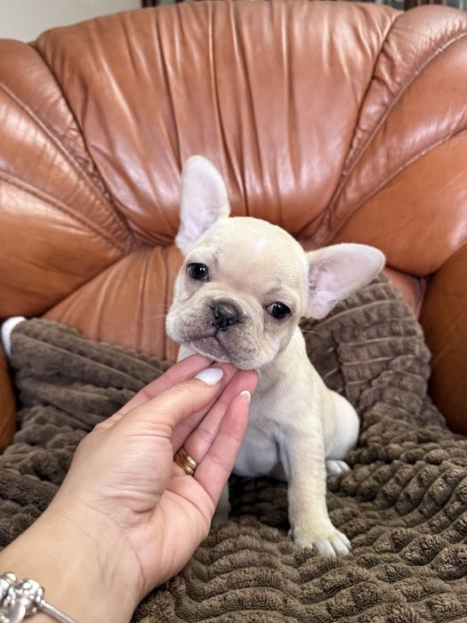 Excelente menina Bulldog/Bouledogue Francês de Qualidade