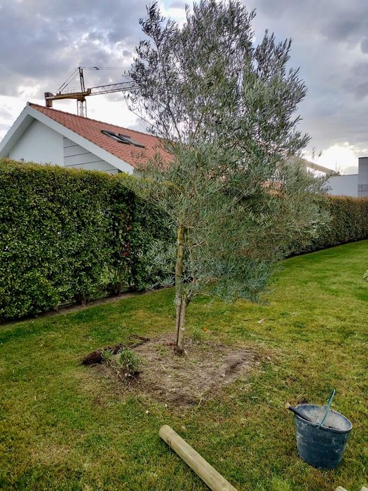 Jardinagem e Construção de Jardins - Oliveden Jardins