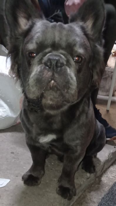 Загубили собаку, французький бульдог просьба вернуть за большое вознаг