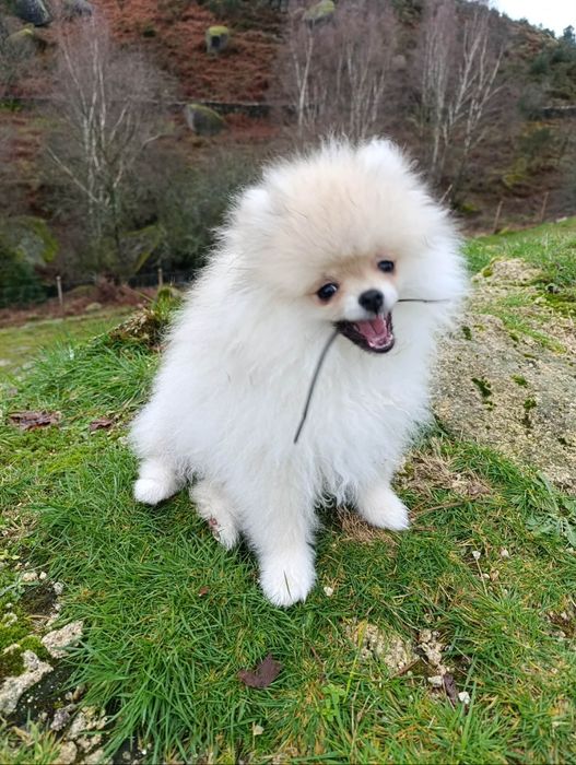 Spitz alemão lulu da Pomerânia entrego em tod e Suiça o o país