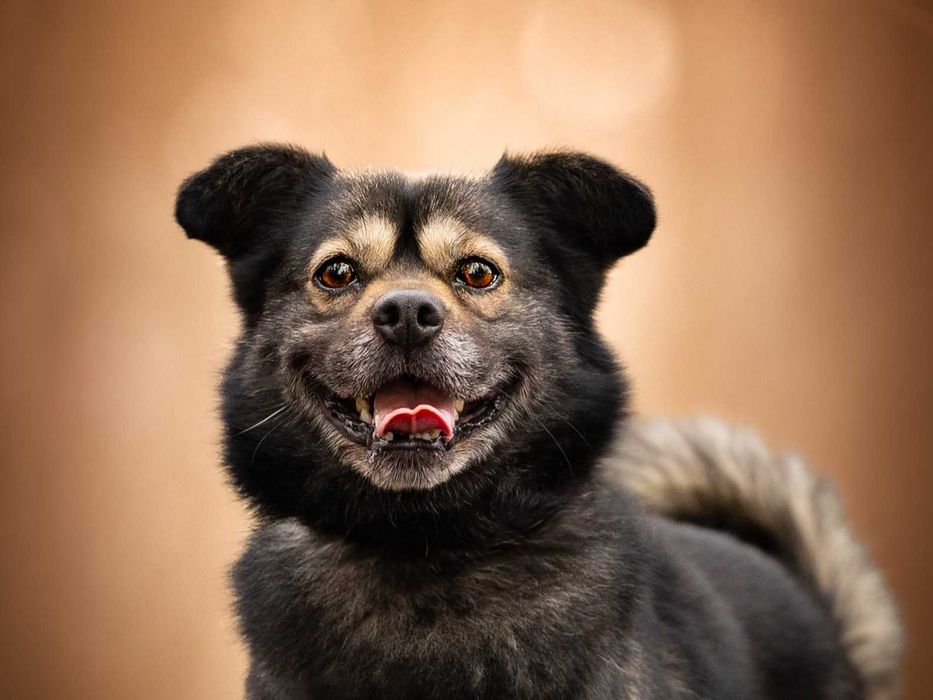 KIMBO - młodziutki, puszysty słodki pyszczek