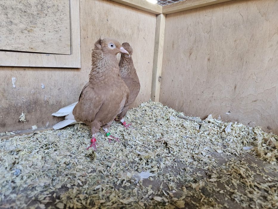 Gołębie wyszwance, krzyżaki