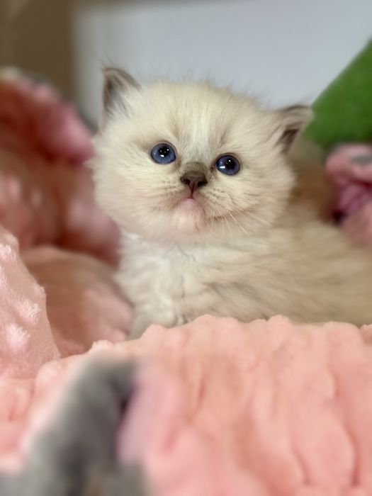 Cudowny kocurek Ragdoll