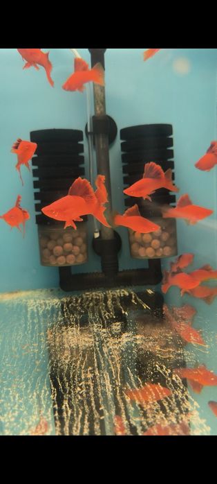 Red cauliflower samce