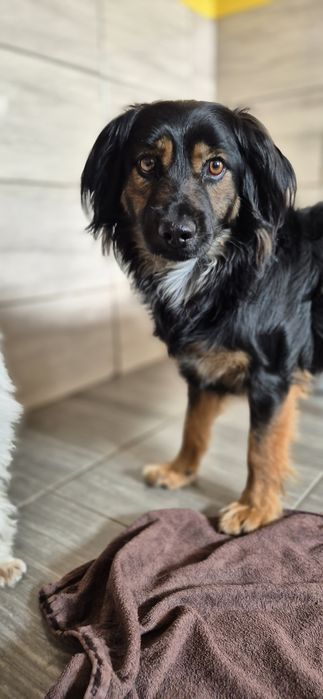 Piesek okolo 2 lata