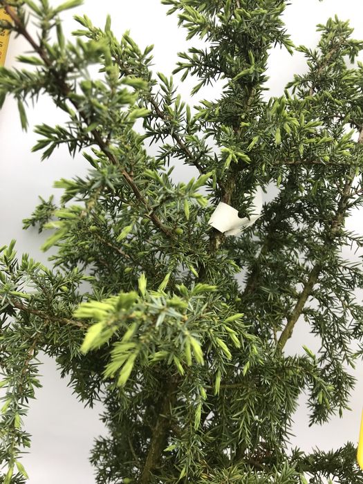 Jałowiec pospolity Hibernica