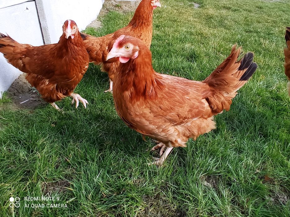 Kury Rossa leghorn zielononóżki nioski młode kokoszki na jajko