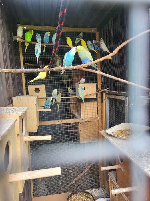 Sprzedam papugi różne