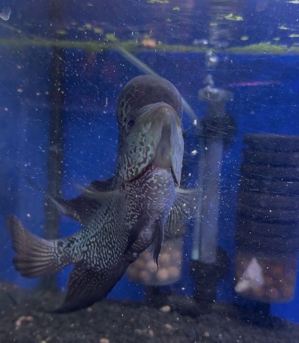 Flowerhorn com cerca de 18 cm