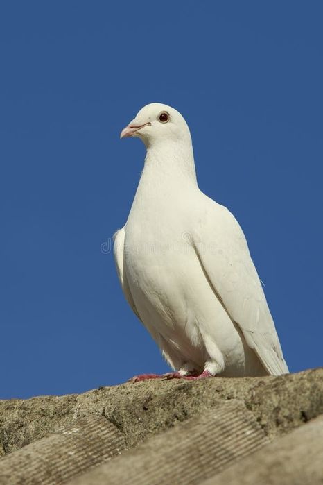 Vendo Pombos  branco