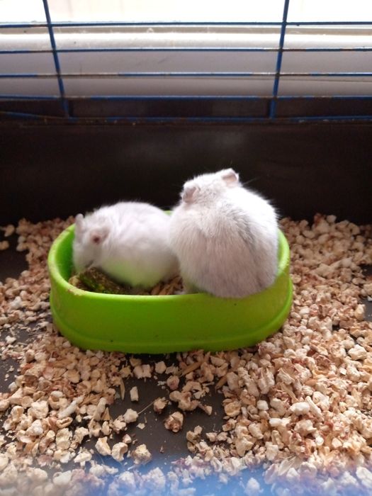 Хомячки Кременчуг