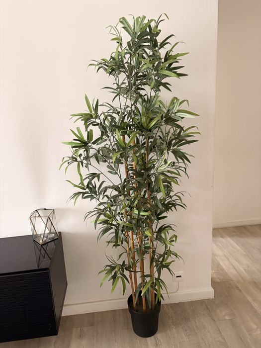Planta ikea bambu nova