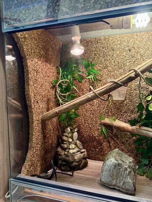 Terrarium kameleon i inne