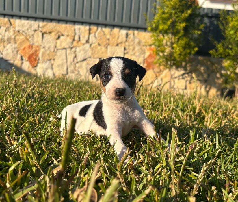 Jack Russel Terrier