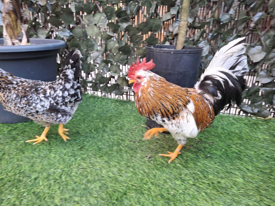 Casal de garnizes mil flores