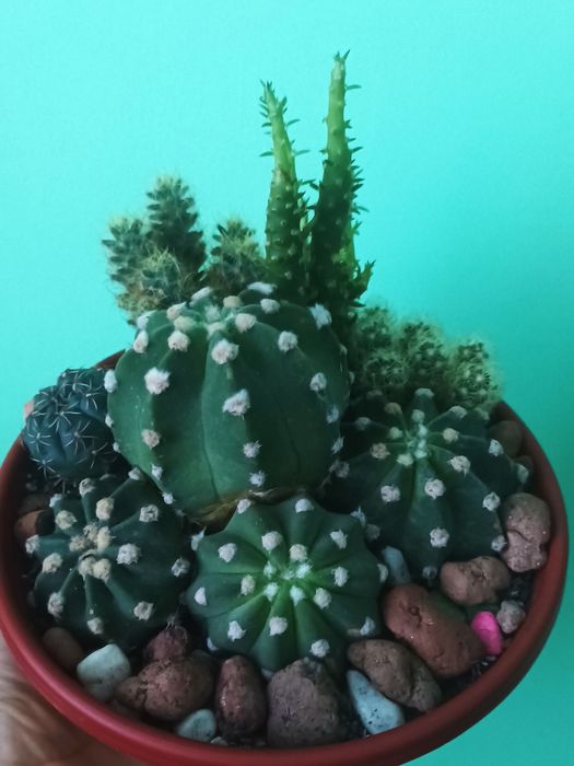 Кімнатні рослини,сукуленти