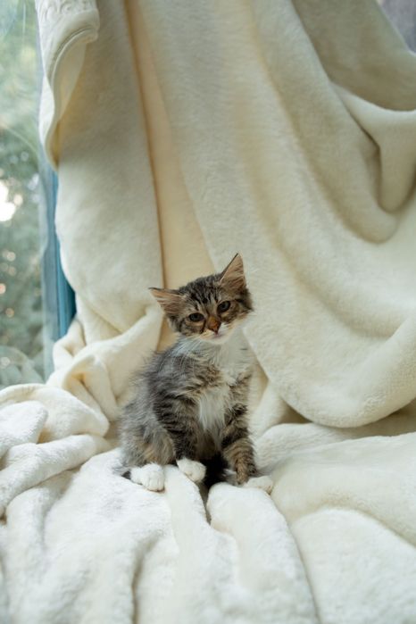 Киця Горошинка в пошуку сімʼї