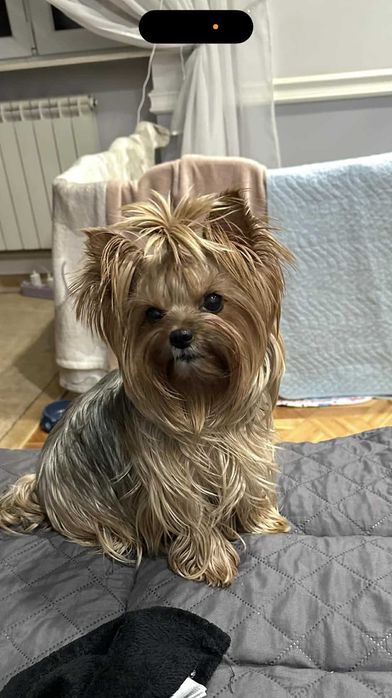 SUCZKA YORKSHIRE TERRIER - czteropokoleniowy rodowód