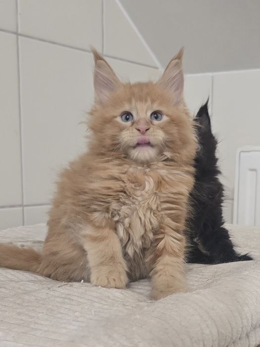 Zjawiskowy rudy kocurek Maine Coon