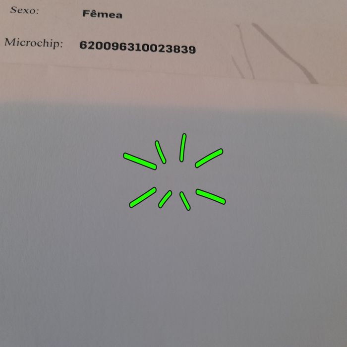 Teckel pelo comprido MINIATURA